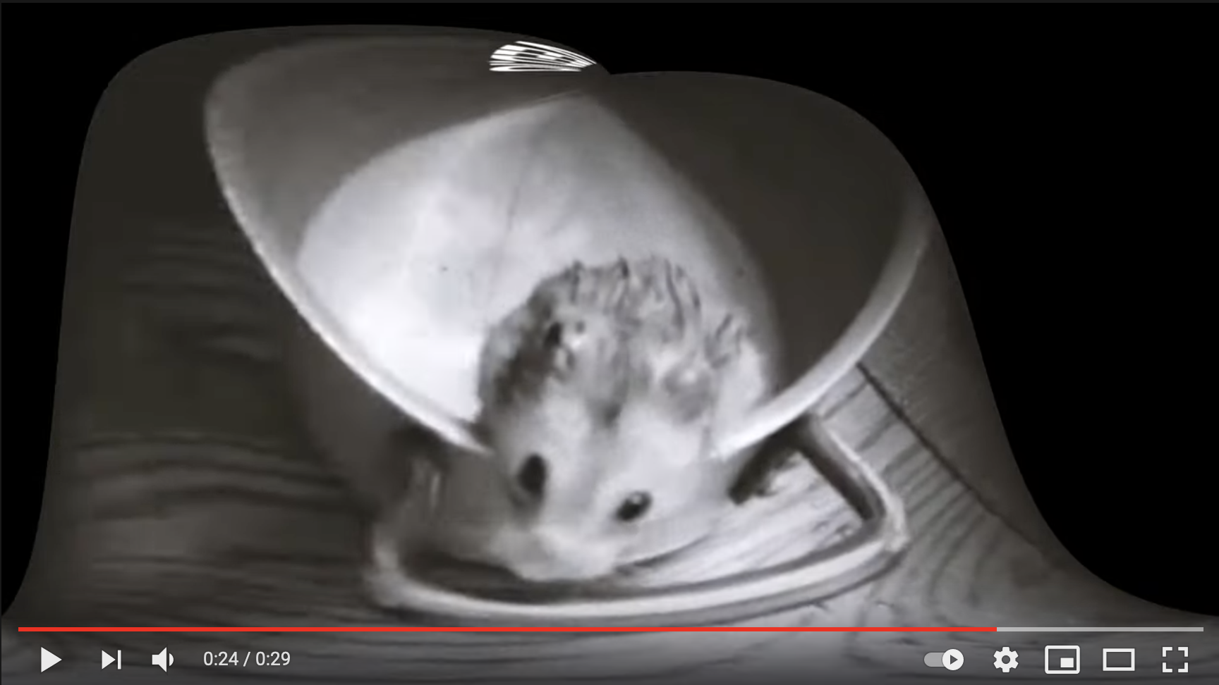video 4.png
