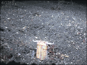 vvd.gif