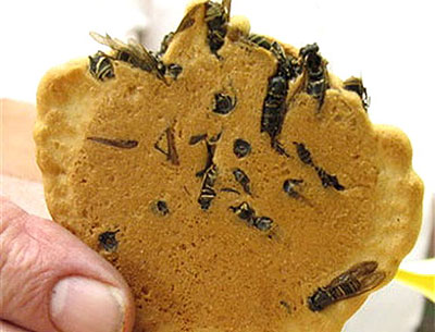 wasp cookie.jpg