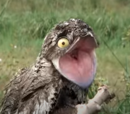 wat.png