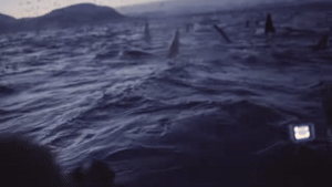water2.gif