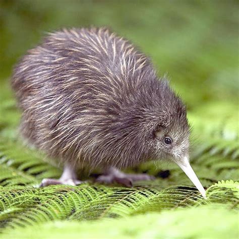 weird animal.jpeg