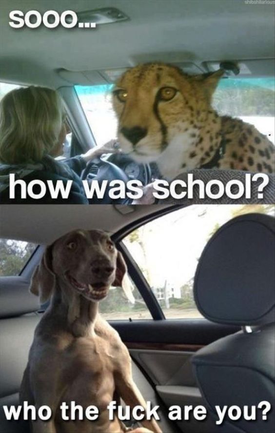 weird animals.jpg