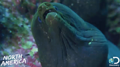 weird eel.gif