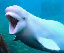 whale.jpg