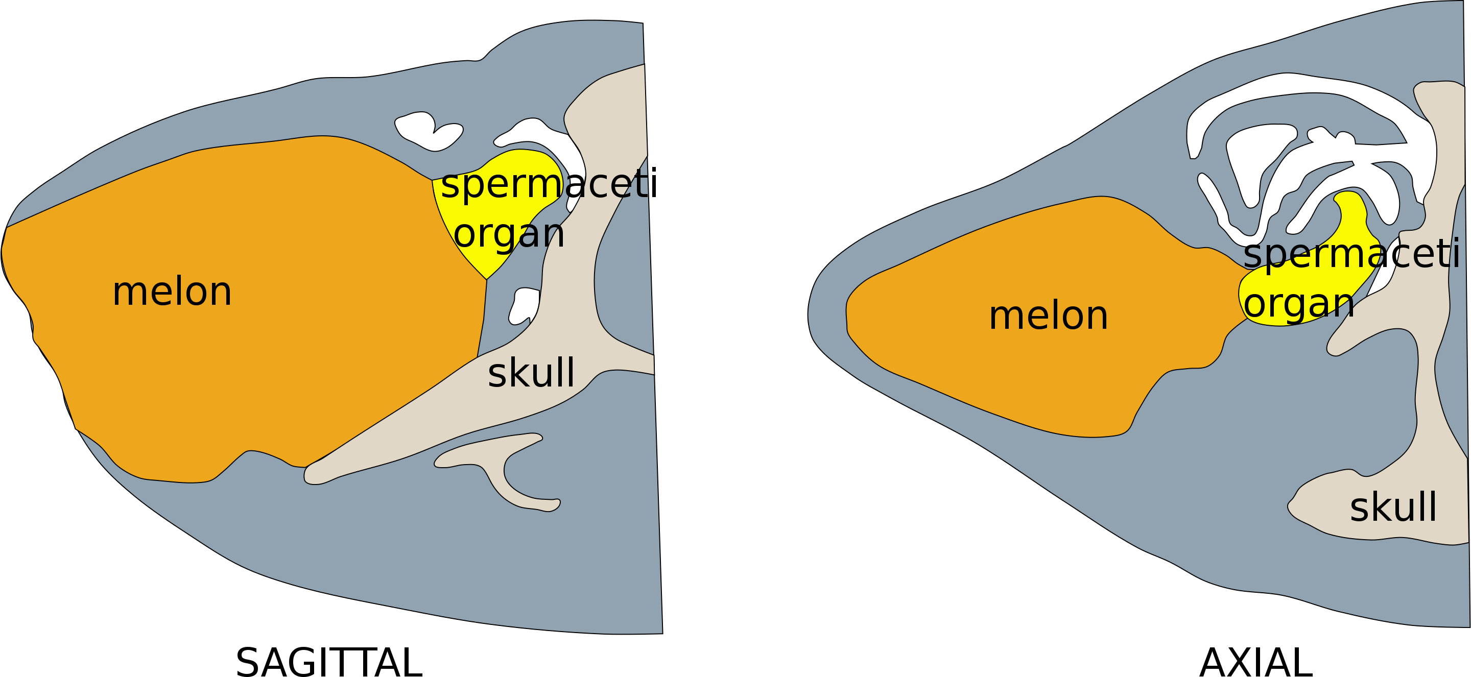 whale melon.png