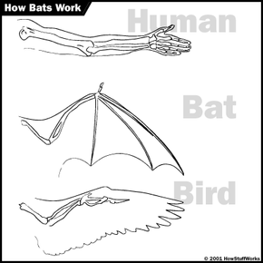 winganatomy.png