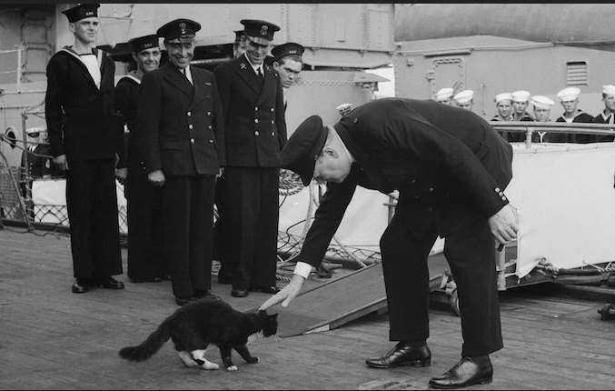 winston cat.png