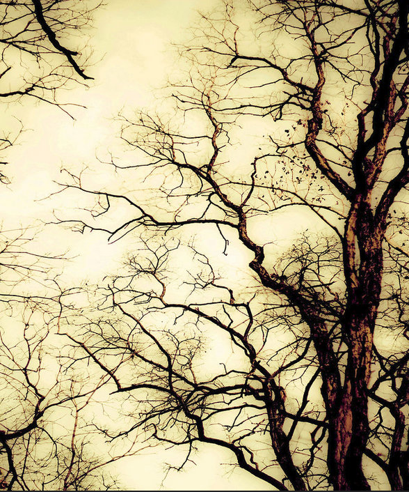 wintertree.jpg