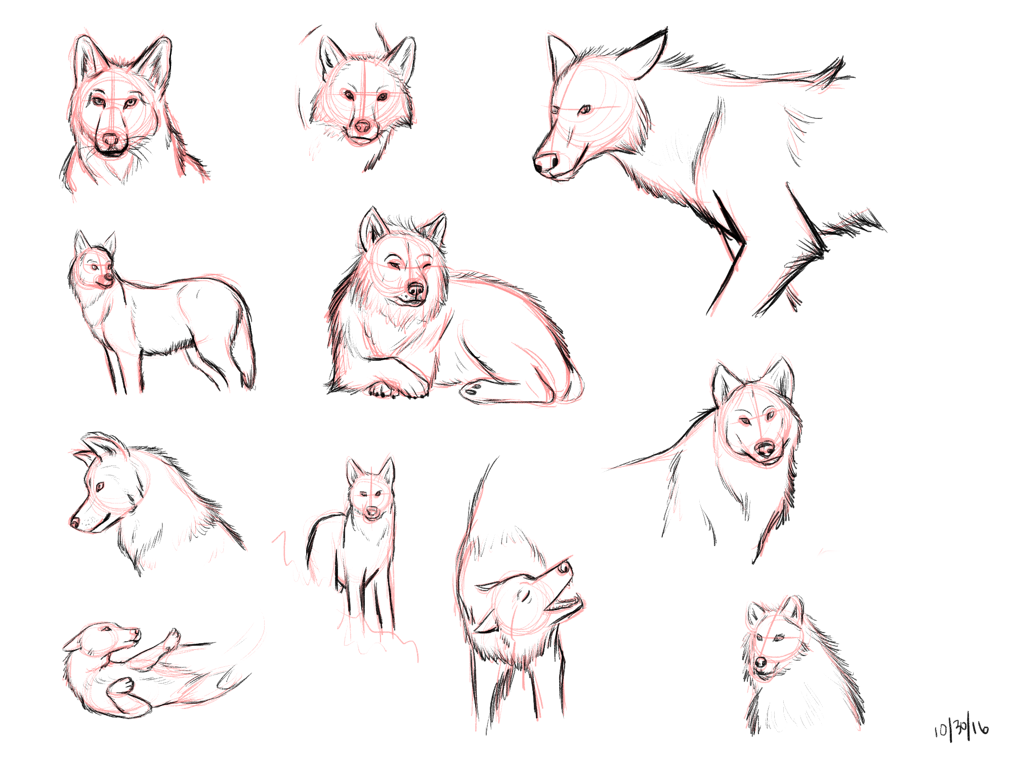 wolf study 1.png