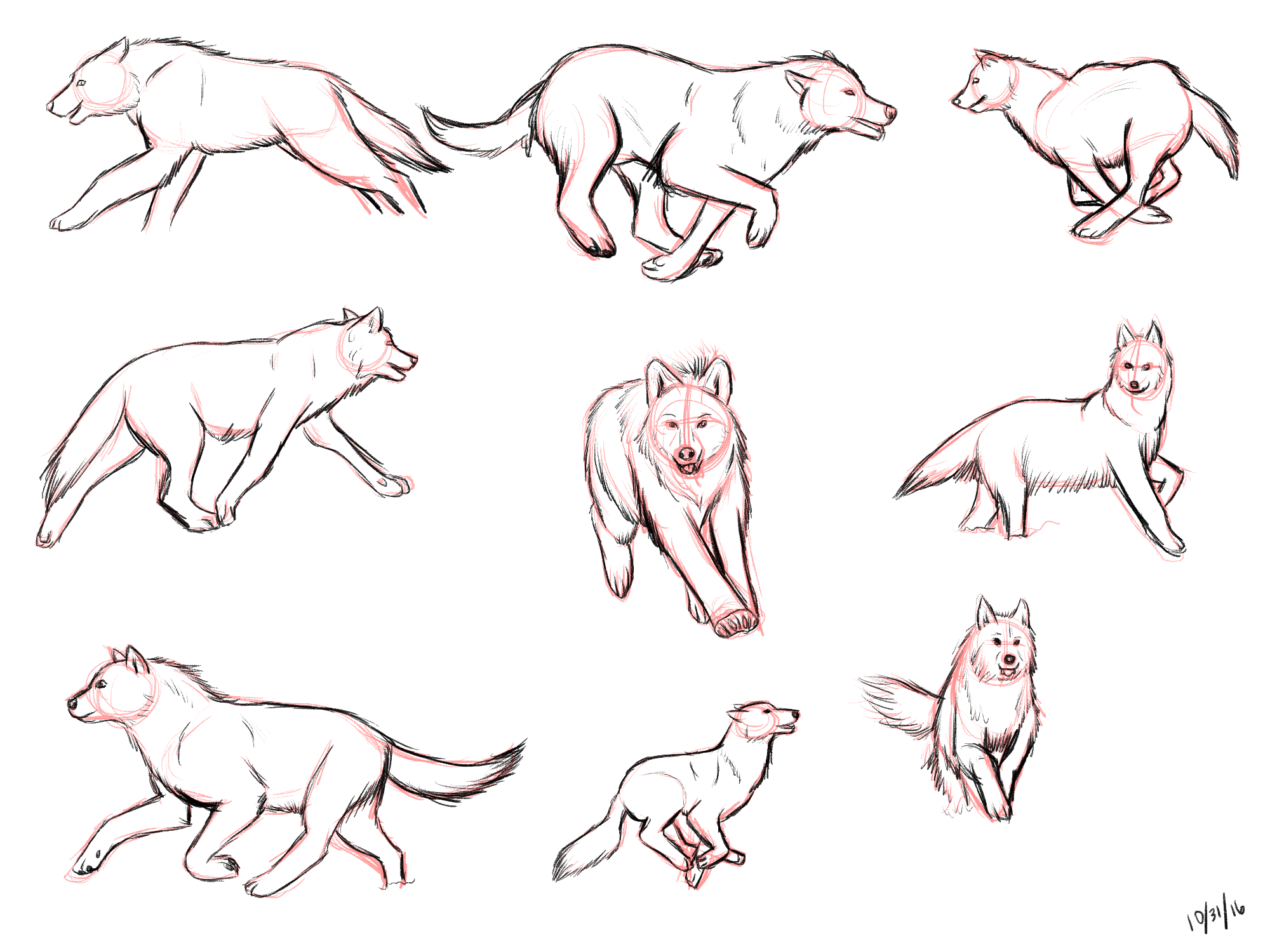 wolf study 2.png