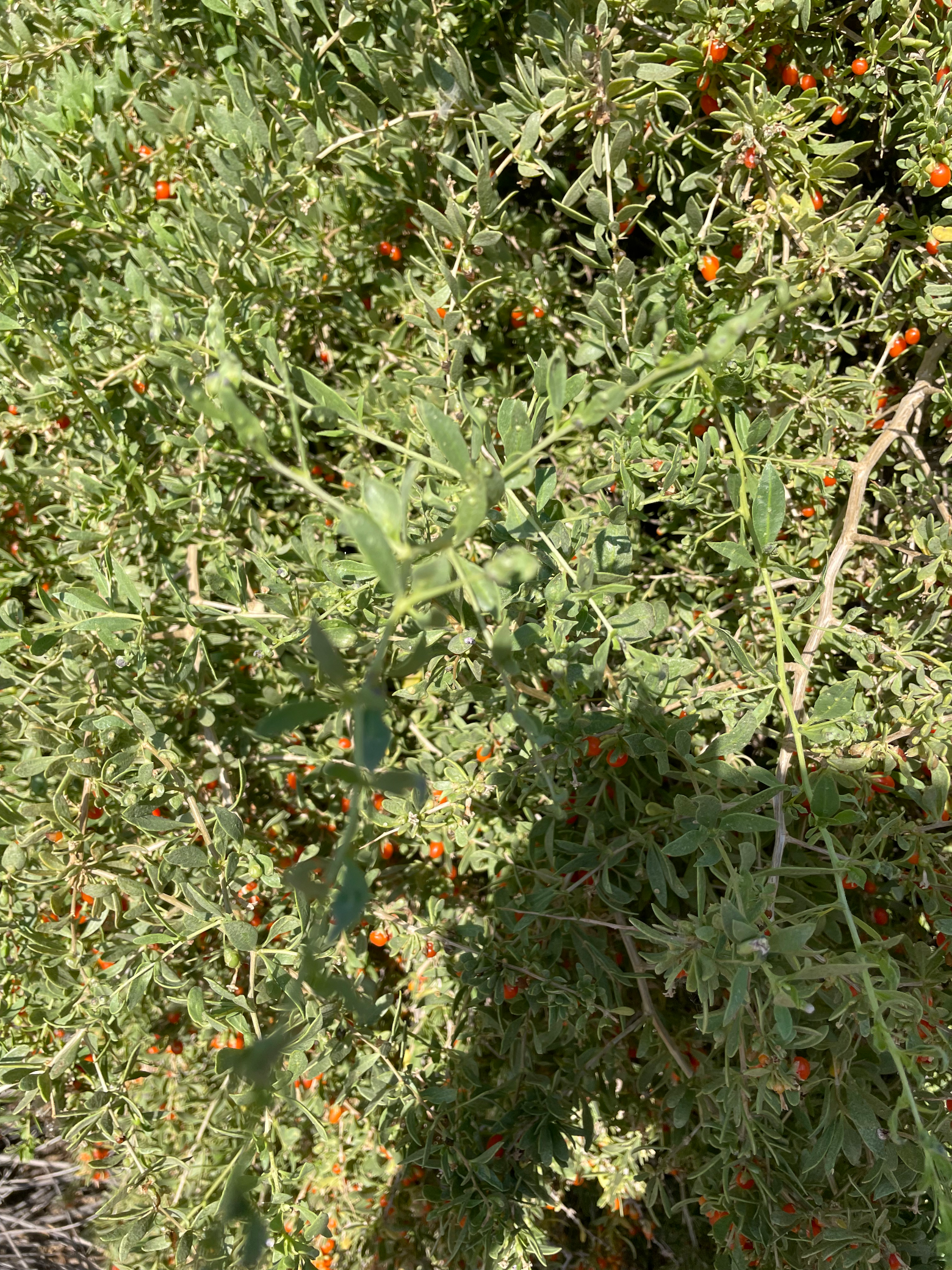 Wolfberry.png