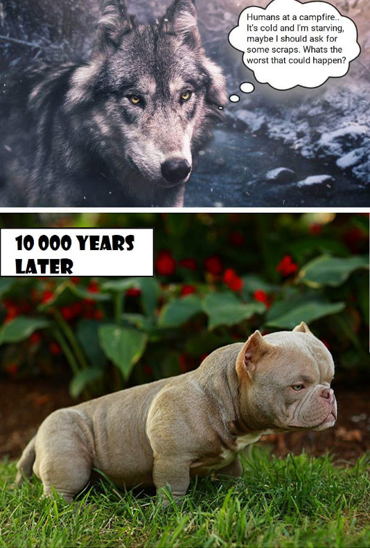 wolfbully.jpg