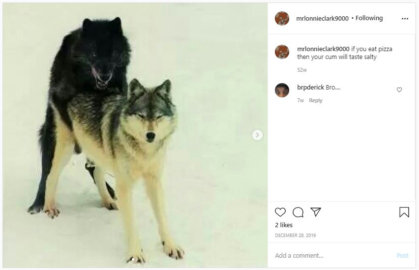 wolves.JPG