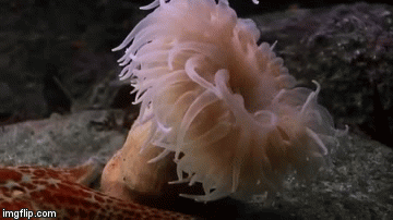 wpNDh6i.gif