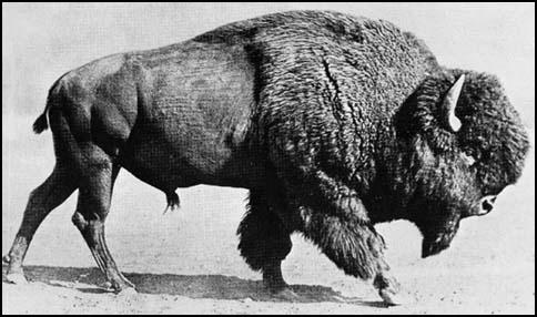 WWbuffalo2.jpg