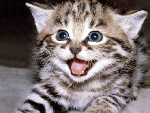 YayCat.jpg