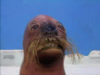 YGiGEck.gif