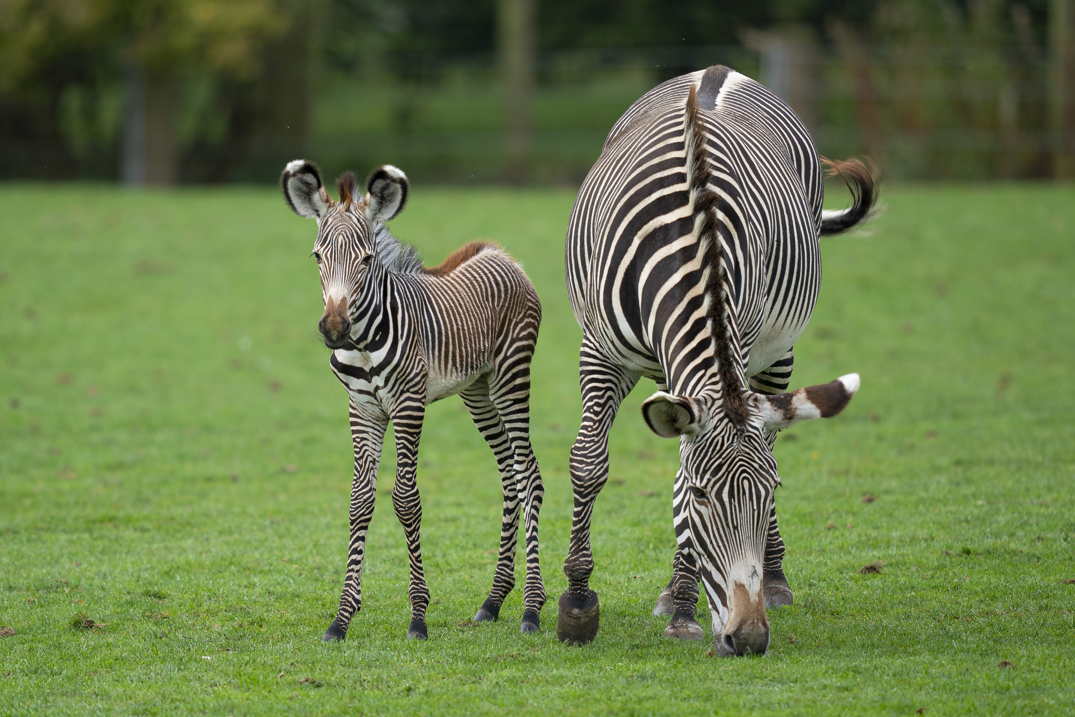 zebra.jpg