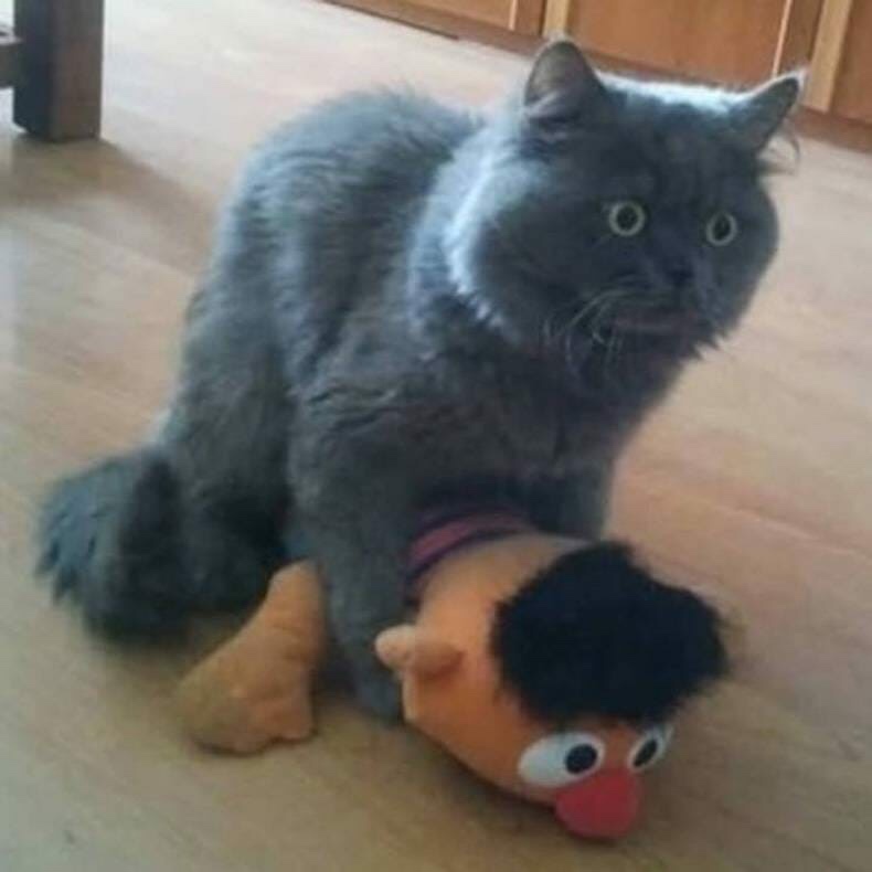EJpcKuz.jpg
