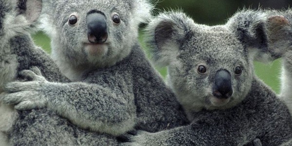 www.bbcearth.com