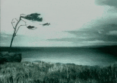SpecificMerryKiskadee-max-1mb.gif