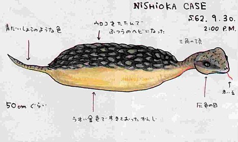tsuchinoko_3.jpg