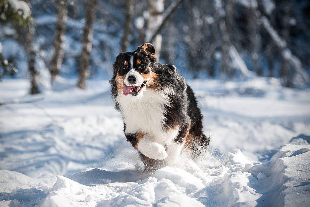 Australian-Shepherd-Best-Hiking-Dogs.jpg