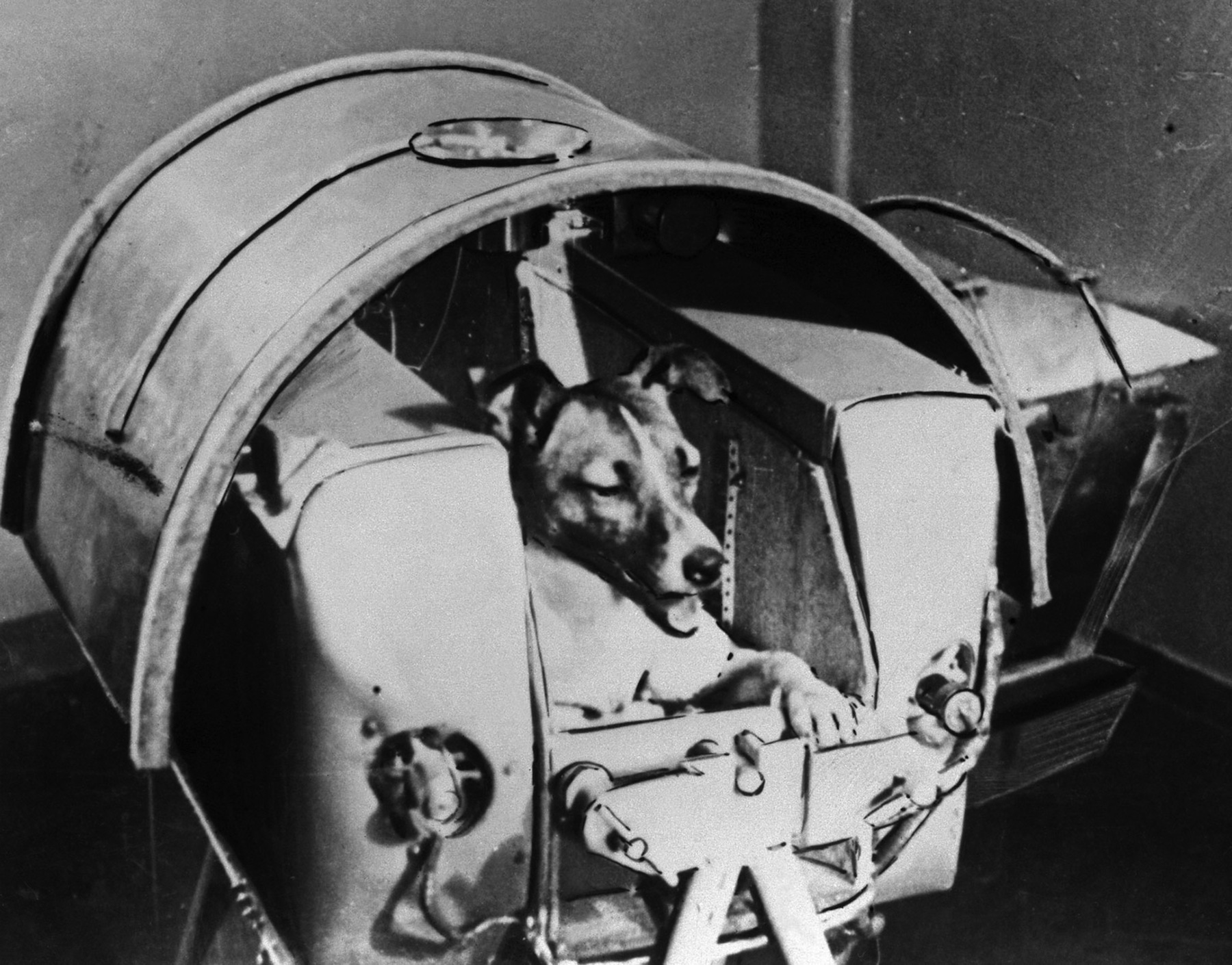 laika.jpeg