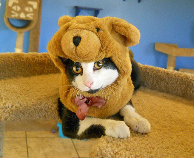 cat-as-dogF.jpg
