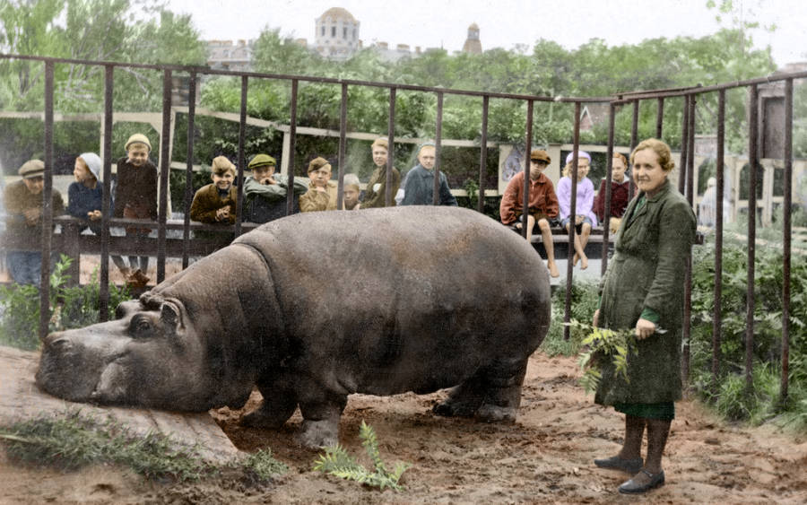 a-hippo-in-a-cage.jpg