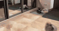 OV65Vo5.gif