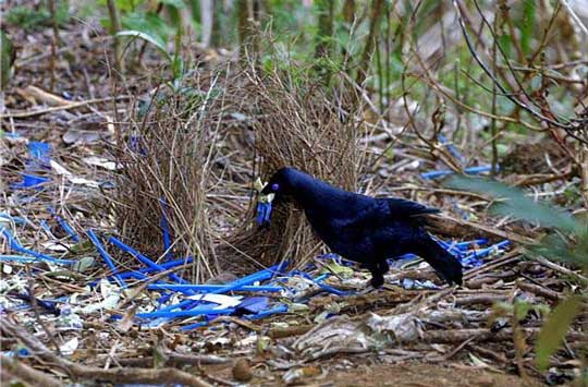 bower-bird.jpg