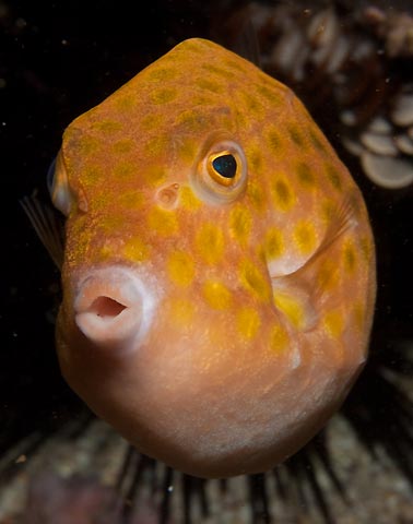 boxfish.jpg