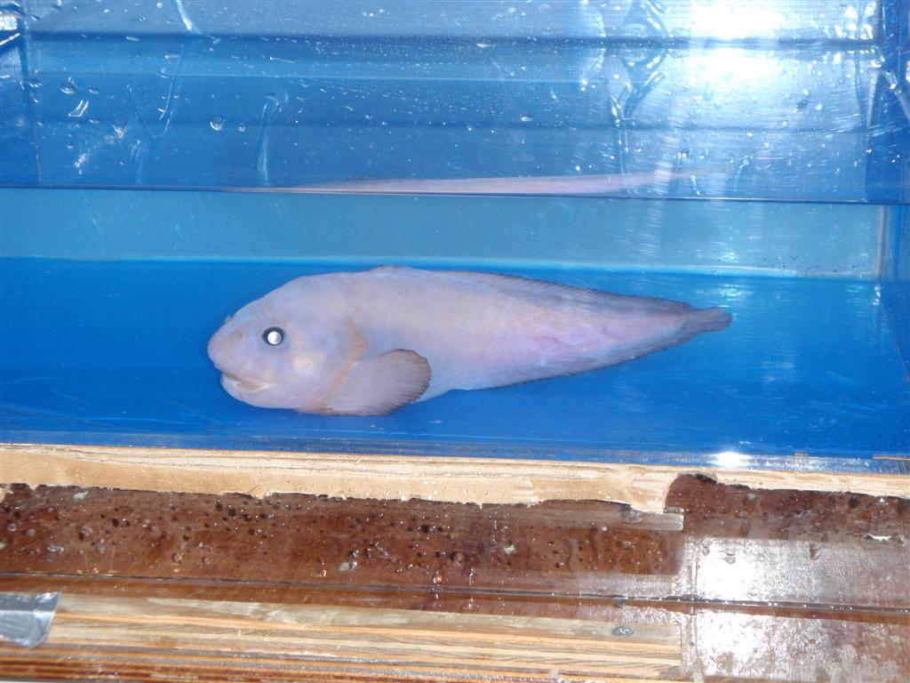 snailfish.jpg
