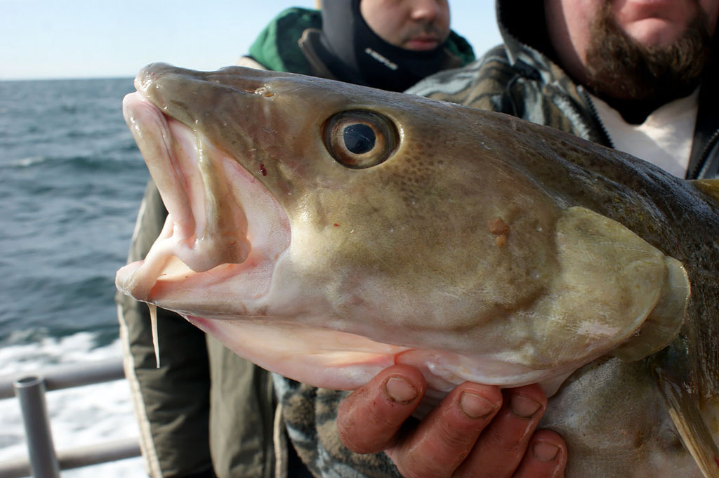 Cod-jumbo.jpg