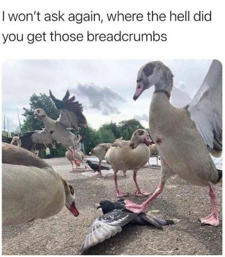 7BGe15Oz.jpeg