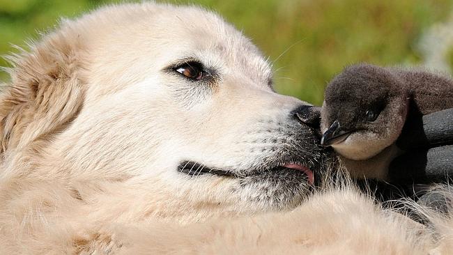 dogbird.jpg